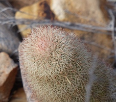 Another kind of cute cactus